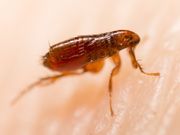 3 LA County Deaths Show Flea-Borne Typhus Is on the Rise